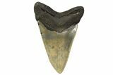 Serrated, Fossil Megalodon Tooth - North Carolina #299032-2